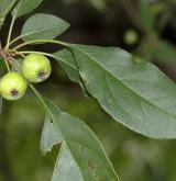 jabloň japonská <i>(Malus ×micromalus)</i> / Plod