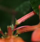 pěnišník višňolistý <i>(Rhododendron prunifolium)</i> / Květ/Květenství