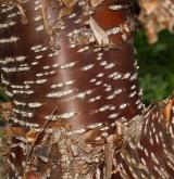šeřík pekinensis <i>(Syringa pekinensis)</i> / Borka kmene
