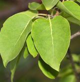 šeřík pekinensis <i>(Syringa pekinensis)</i> / List