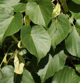 lípa japonská <i>(Tilia japonica)</i> / List