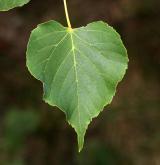 lípa korejská <i>(Tilia koreana)</i> / List