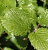 kalina  <i>(Viburnum recognitum)</i> / List