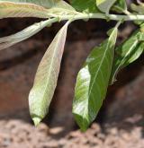 vrba kanárská <i>(Salix canariensis)</i> / List