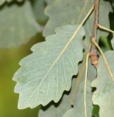 dub alžírský <i>(Quercus canariensis)</i>