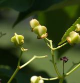 brslen  <i>(Euonymus carnosus)</i> / Plod