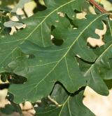 dub lyrovitý <i>(Quercus lyrata)</i> / List