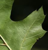 dub texaský <i>(Quercus texana)</i> / List