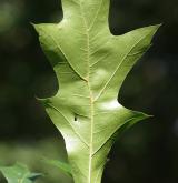 dub texaský <i>(Quercus texana)</i> / List