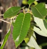 dub proměnlivý <i>(Quercus variabilis)</i> / List