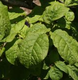 šeřík Henryův <i>(Syringa ×henryii)</i> / List