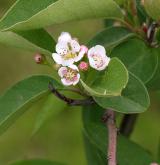 skalník  <i>(Cotoneaster purpurascens)</i> / Květ/Květenství