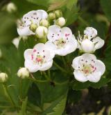 hloh ambigua <i>(Crataegus ambigua)</i> / Květ/Květenství