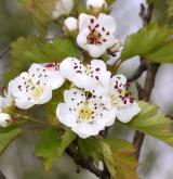 hloh beata <i>(Crataegus beata)</i> / Květ/Květenství