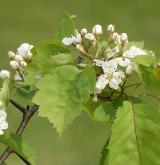 hloh gravis <i>(Crataegus gravis)</i> / Květ/Květenství