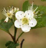 hloh irrosa <i>(Crataegus irrosa)</i> / Květ/Květenství