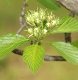 hloh tečkovaný <i>(Crataegus punctata)</i> / Květ/Květenství