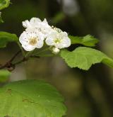 hloh submollis <i>(Crataegus submollis)</i> / Květ/Květenství