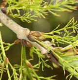 jasan americký <i>(Fraxinus americana)</i> / Větve a pupeny