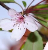 jabloň tmavočervená <i>(Malus ×atrosanguinea)</i> / Květ/Květenství