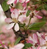 jabloň Scheideckerova <i>(Malus ×scheideckeri)</i> / Květ/Květenství