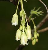 klokoč bumalda <i>(Staphylea bumalda)</i> / Květ/Květenství