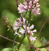 šeřík  <i>(Syringa ×josiflexa)</i> / Květ/Květenství