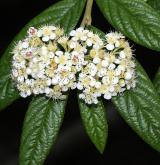 skalník vrbolistý <i>(Cotoneaster salicifolius)</i> / Květ/Květenství