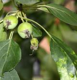 jabloň sibiřská <i>(Malus sibirica)</i> / Plod