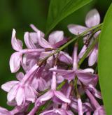 šeřík čínský <i>(Syringa ×chinensis)</i> / Květ/Květenství