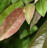 jabloň Mörlandsova <i>(Malus ×moerlandsii)</i> / List