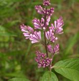 šeřík Prestonové <i>(Syringa ×prestoniae)</i> / Květ/Květenství