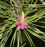 borovice pungens <i>(Pinus pungens)</i> / Květ/Květenství