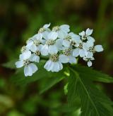 řebříček širolistý  <i>(Achillea macrophylla)</i> / Květ/Květenství