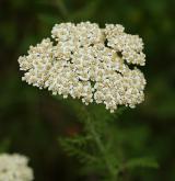 řebříček sličný <i>(Achillea nobilis)</i> / Květ/Květenství