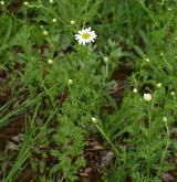 pelyněk rakouský <i>(Artemisia austriaca)</i> / Habitus