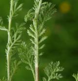 pelyněk rakouský <i>(Artemisia austriaca)</i> / List