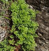 sleziník routička <i>(Asplenium ruta-muraria)</i> / Habitus