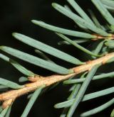 jedlovec Mertensova <i>(Tsuga mertensiana)</i> / List