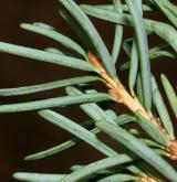 jedlovec Mertensova <i>(Tsuga mertensiana)</i> / List
