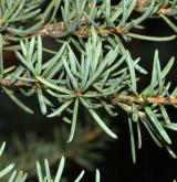 jedlovec Mertensova <i>(Tsuga mertensiana)</i> / List