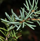 jedlovec Mertensova <i>(Tsuga mertensiana)</i> / List