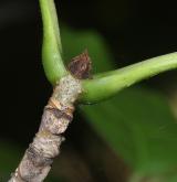 jasan plstnatý <i>(Fraxinus profunda)</i> / Větve a pupeny