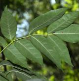 jasan plstnatý <i>(Fraxinus profunda)</i> / List