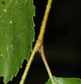 bříza západní <i>(Betula occidentalis)</i> / Větve a pupeny