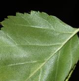 bříza západní <i>(Betula occidentalis)</i> / List