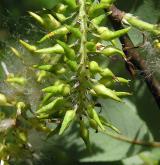 vrba slezská <i>(Salix silesiaca)</i> / Plod