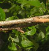 vrba slezská <i>(Salix silesiaca)</i> / Větve a pupeny