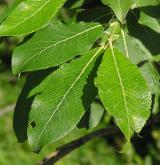 vrba  <i>(Salix ×subcaprea)</i> / List