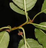 švestkovišeň pensylvánská <i>(Prunus pensylvanica)</i> / Větve a pupeny